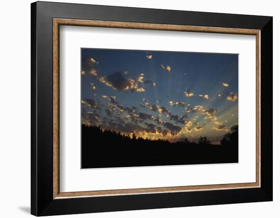 Red-Tail Hawk Sunset-Ken Archer-Framed Photographic Print