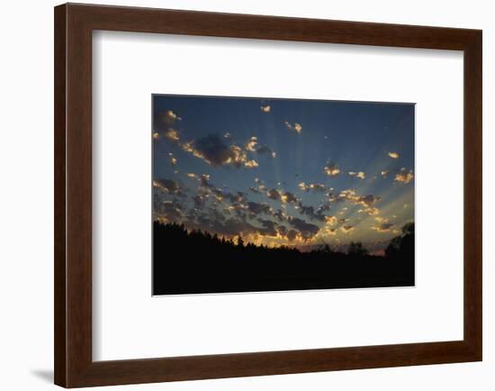 Red-Tail Hawk Sunset-Ken Archer-Framed Photographic Print