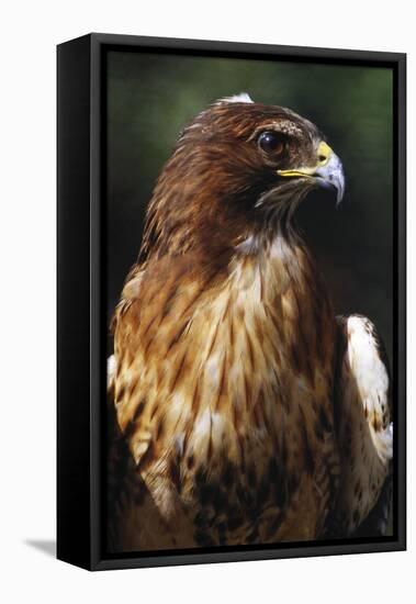 Red Tail Hawk-null-Framed Premier Image Canvas