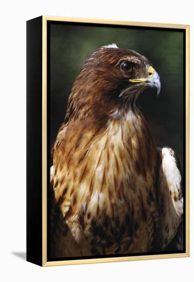 Red Tail Hawk-null-Framed Premier Image Canvas