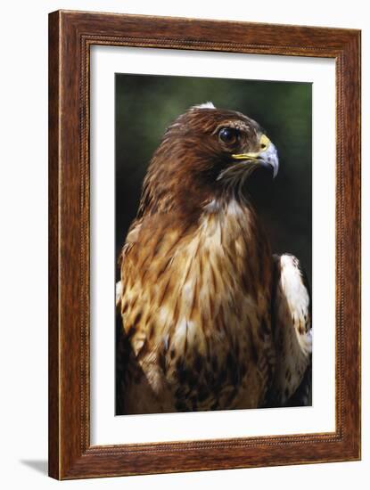 Red Tail Hawk-null-Framed Photographic Print