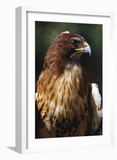 Red Tail Hawk-null-Framed Photographic Print