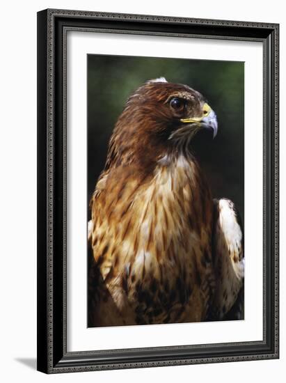Red Tail Hawk-null-Framed Photographic Print