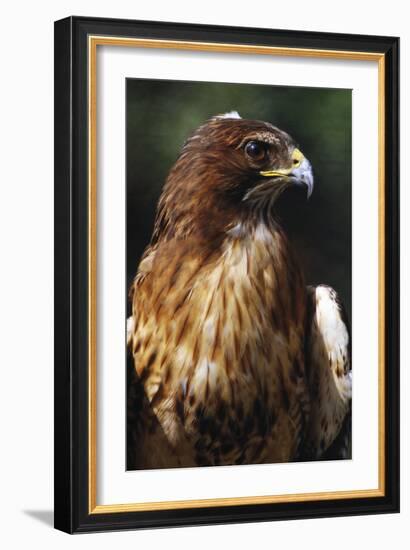 Red Tail Hawk-null-Framed Photographic Print