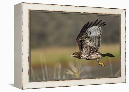 Red-tail Hawk-Ken Archer-Framed Premier Image Canvas