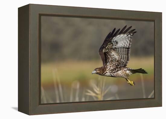Red-tail Hawk-Ken Archer-Framed Premier Image Canvas