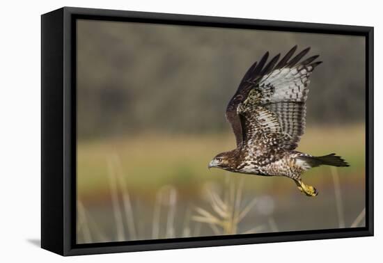 Red-tail Hawk-Ken Archer-Framed Premier Image Canvas