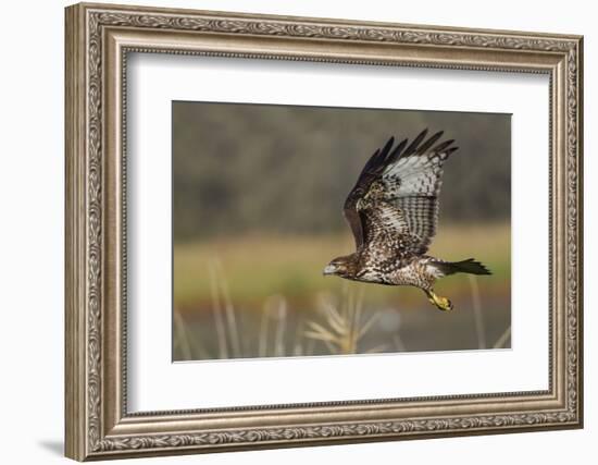 Red-tail Hawk-Ken Archer-Framed Photographic Print