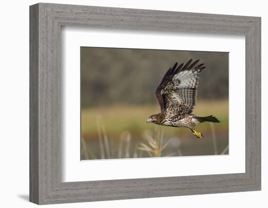 Red-tail Hawk-Ken Archer-Framed Photographic Print