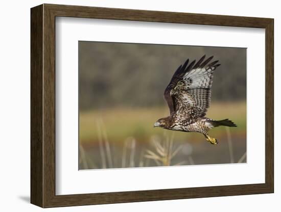 Red-tail Hawk-Ken Archer-Framed Photographic Print