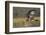 Red-tail Hawk-Ken Archer-Framed Photographic Print