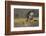 Red-tail Hawk-Ken Archer-Framed Photographic Print