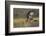 Red-tail Hawk-Ken Archer-Framed Photographic Print