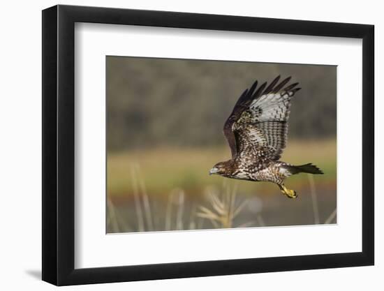 Red-tail Hawk-Ken Archer-Framed Photographic Print