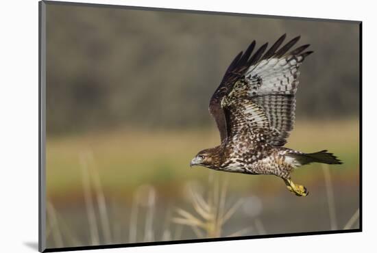 Red-tail Hawk-Ken Archer-Mounted Photographic Print