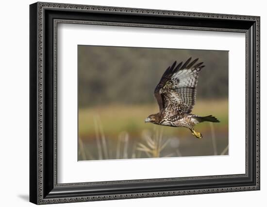 Red-tail Hawk-Ken Archer-Framed Photographic Print