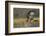 Red-tail Hawk-Ken Archer-Framed Photographic Print