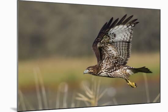 Red-tail Hawk-Ken Archer-Mounted Photographic Print