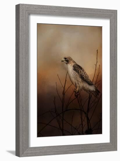 Red Tail in Wait-Jai Johnson-Framed Giclee Print