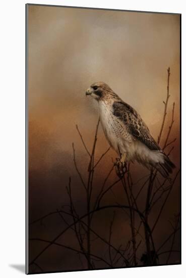 Red Tail in Wait-Jai Johnson-Mounted Giclee Print