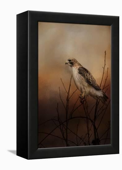 Red Tail in Wait-Jai Johnson-Framed Premier Image Canvas