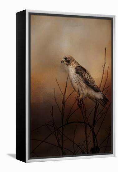 Red Tail in Wait-Jai Johnson-Framed Premier Image Canvas