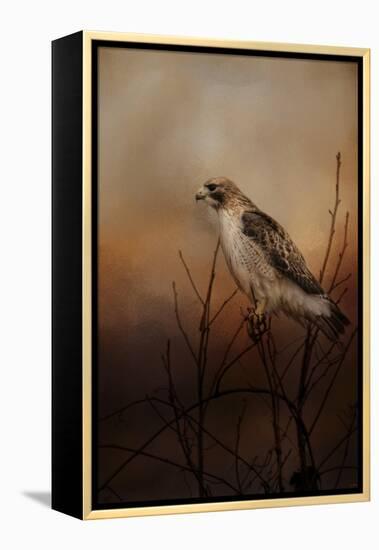 Red Tail in Wait-Jai Johnson-Framed Premier Image Canvas