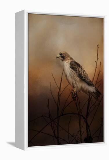 Red Tail in Wait-Jai Johnson-Framed Premier Image Canvas