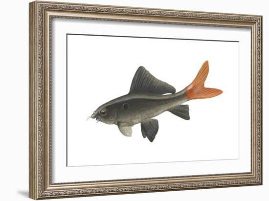 Red-Tailed Black "Shark" (Labeo Bicolor), Fishes-Encyclopaedia Britannica-Framed Art Print