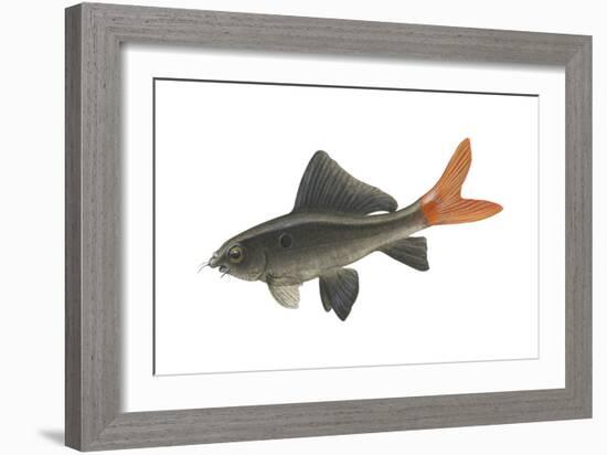 Red-Tailed Black "Shark" (Labeo Bicolor), Fishes-Encyclopaedia Britannica-Framed Art Print