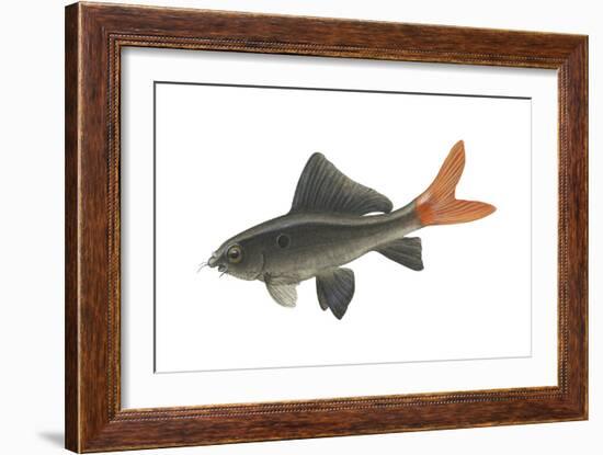 Red-Tailed Black "Shark" (Labeo Bicolor), Fishes-Encyclopaedia Britannica-Framed Art Print