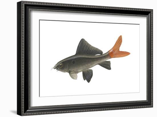 Red-Tailed Black "Shark" (Labeo Bicolor), Fishes-Encyclopaedia Britannica-Framed Art Print