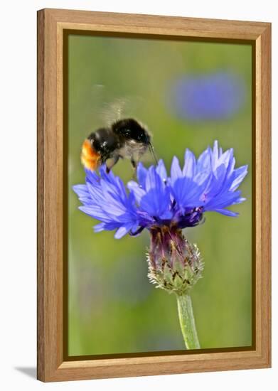 Red-Tailed Bumblebee and Cornflower-null-Framed Premier Image Canvas