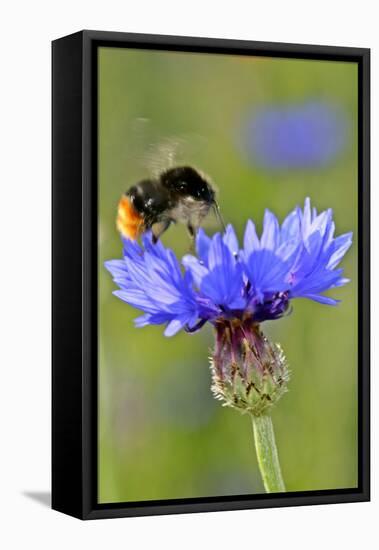 Red-Tailed Bumblebee and Cornflower-null-Framed Premier Image Canvas