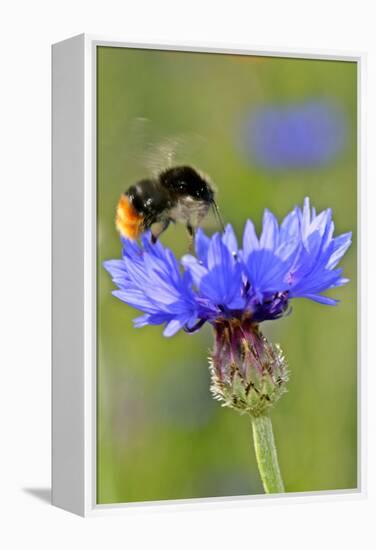 Red-Tailed Bumblebee and Cornflower-null-Framed Premier Image Canvas