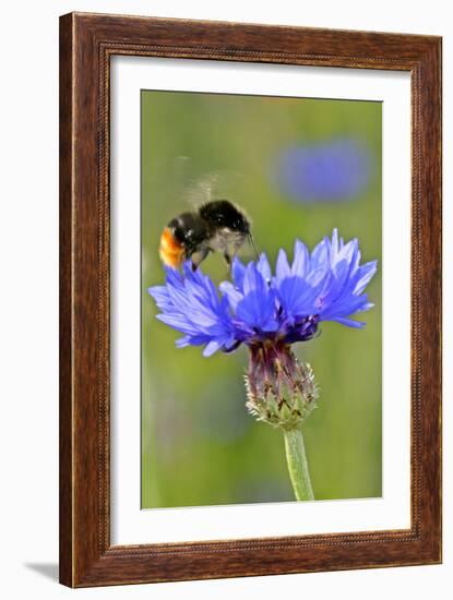 Red-Tailed Bumblebee and Cornflower-null-Framed Photographic Print