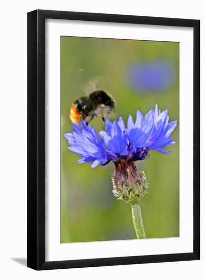 Red-Tailed Bumblebee and Cornflower-null-Framed Photographic Print