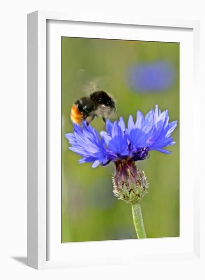 Red-Tailed Bumblebee and Cornflower-null-Framed Photographic Print