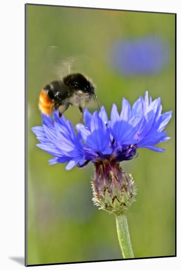 Red-Tailed Bumblebee and Cornflower-null-Mounted Photographic Print