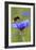 Red-Tailed Bumblebee and Cornflower-null-Framed Photographic Print