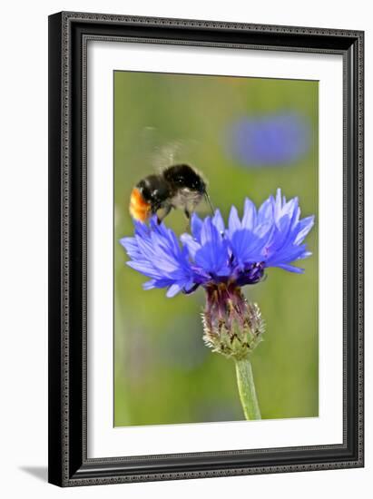 Red-Tailed Bumblebee and Cornflower-null-Framed Photographic Print