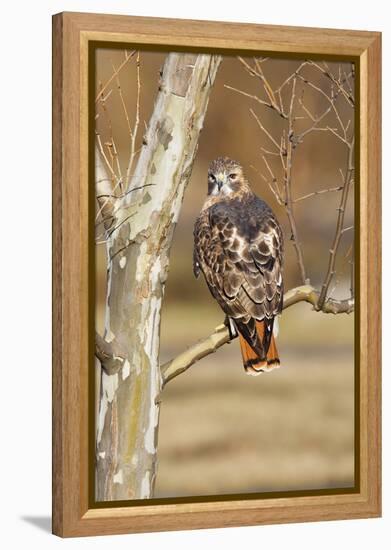 Red-Tailed Hawk Adult-null-Framed Premier Image Canvas