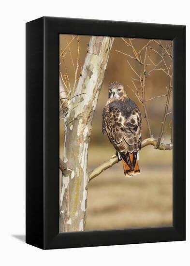 Red-Tailed Hawk Adult-null-Framed Premier Image Canvas