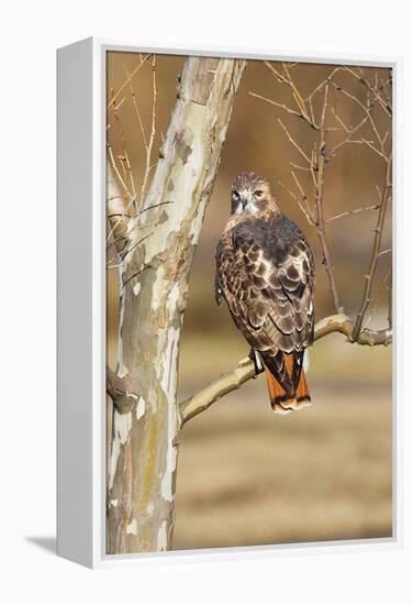 Red-Tailed Hawk Adult-null-Framed Premier Image Canvas