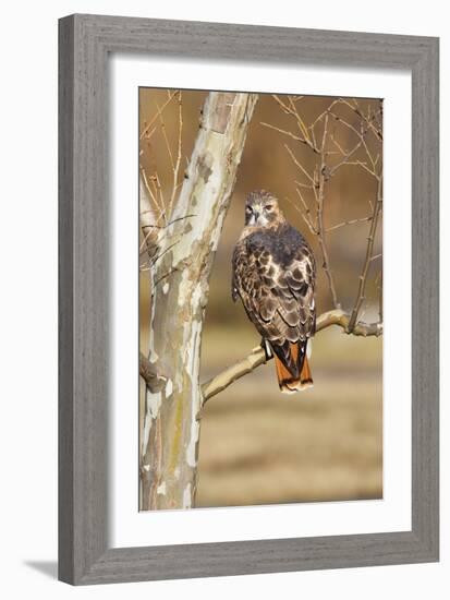 Red-Tailed Hawk Adult-null-Framed Photographic Print