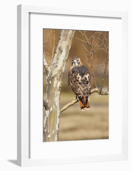 Red-Tailed Hawk Adult-null-Framed Photographic Print