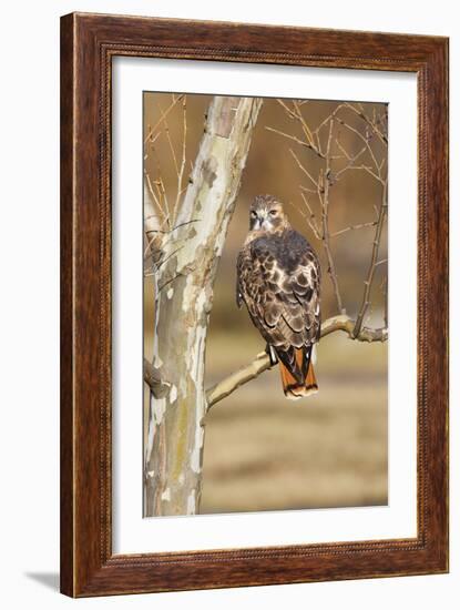 Red-Tailed Hawk Adult-null-Framed Photographic Print