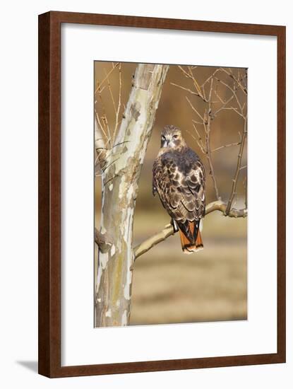 Red-Tailed Hawk Adult-null-Framed Photographic Print