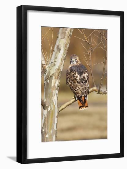 Red-Tailed Hawk Adult-null-Framed Photographic Print