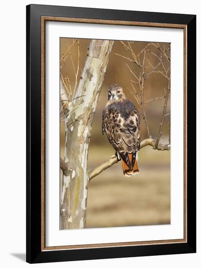 Red-Tailed Hawk Adult-null-Framed Photographic Print